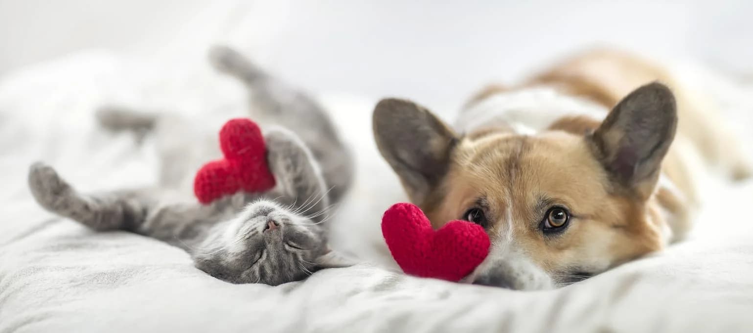Why It’s Important to Check Essential Oil Safety for Pets