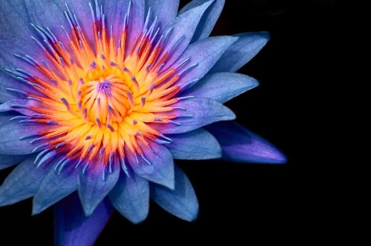 Introducing Blue Lotus